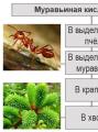 Индивидуальные свойства муравьиной кислоты